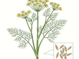 Adas (Foeniculum vulgare): Si Aromatik Penghangat Tubuh dengan Segudang Manfaat
